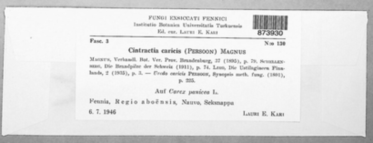 Anthracoidea caricis image